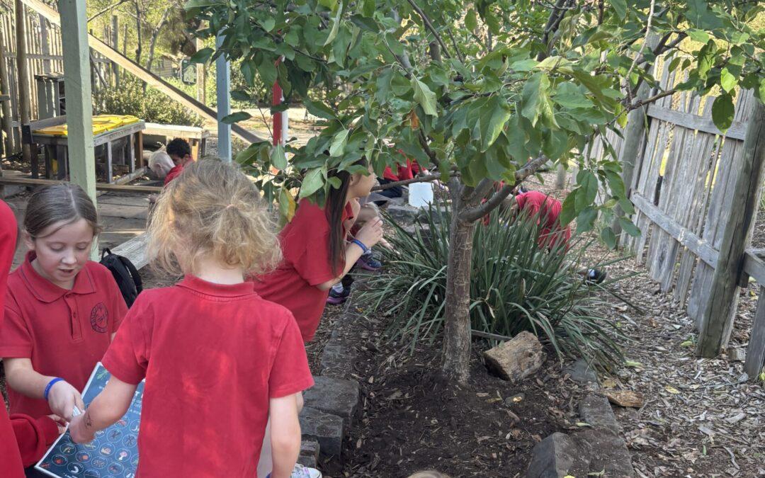 Grade 1/2 Update, Term 2 – Week 4