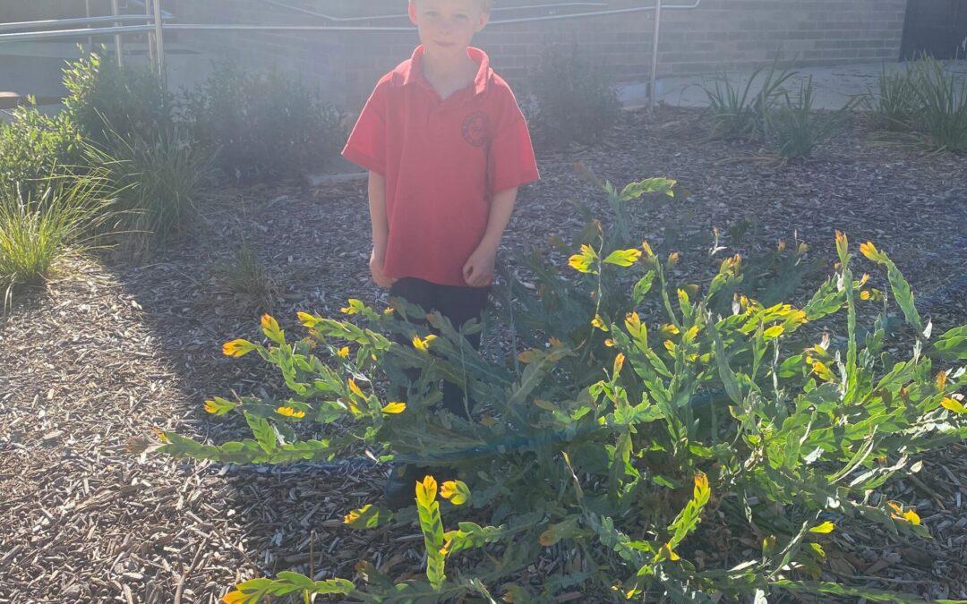 Prep Update, Term 2 – Week 4