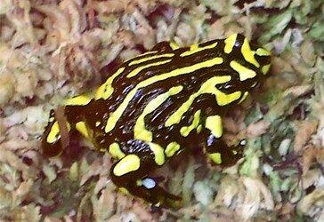 The Corroboree Frog – By Aidan D
