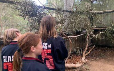 Grade 6 Fighting Extinction Team: Evelyn, Sanne & Annabelle