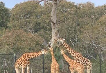 Grade 5/6 Werribee Zoo Excursion!