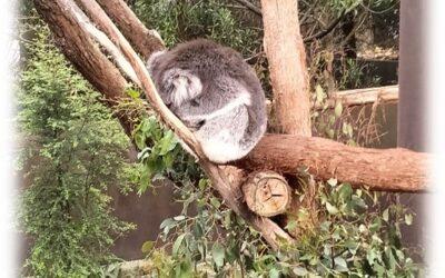 Prep News, Term 4 – Week 4